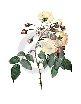 Rose Adelaide d`Orleans | Antique Flower Illustrations