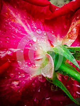 #rose #aftertherain #wet #batikrose #beatiful #tropicalflowers