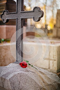 Rose on ancient tombstone