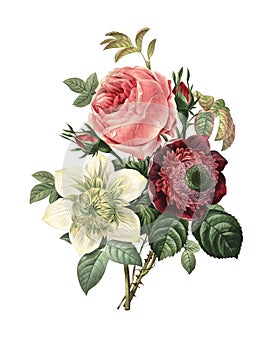 Rose, anemone, clematis | Redoute Flower Illustrations photo