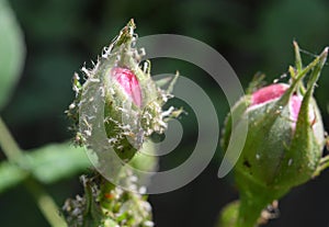 Aphids (macrosiphum rosae) on a rose