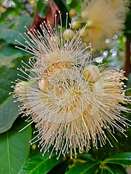 Rose apple flower backyard