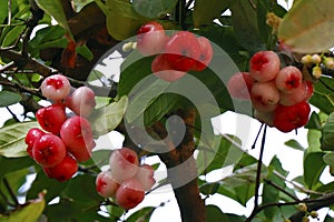 Rose apple fruit or jambu airon in a tree