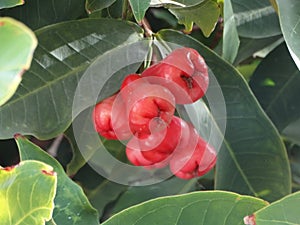 Rose apple - fruit of Syzygium malaccense tree