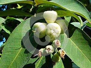 Rose apple - fruit of Syzygium malaccense tree