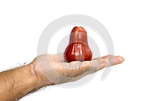 Rose apple in hand isolated on white background