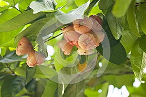 Rose Apple Jambu tree