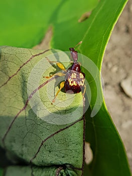 Rose apple leaf roller weevil in Viet Nam. photo