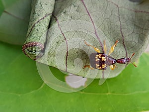 Rose apple leaf roller weevil in Viet Nam. photo