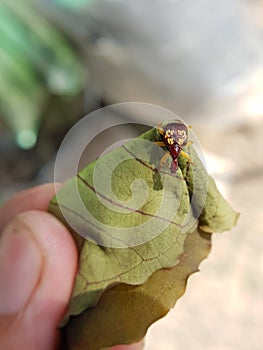 Rose apple leaf roller weevil in Viet Nam. photo