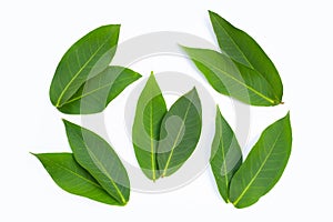 Rose apple  leaves on white background