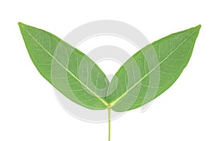 rose apple leaves on white background