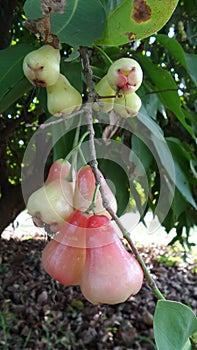 Rose apple sweet Thailand fruit