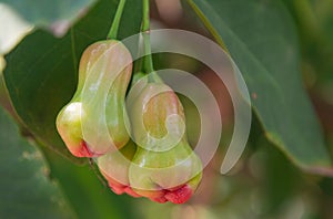 Rose Apple Thai people called chomphu on tree in the garden.