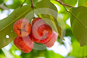 Rose Apple Thai people called chomphu on tree in the garden th