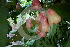Rose apple on tree