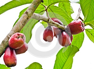 Rose apple tree
