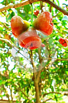 Rose Apple Trees and Fruit