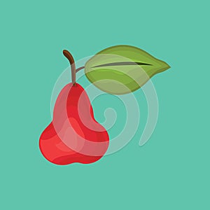 rose apple. Vector illustration decorative design