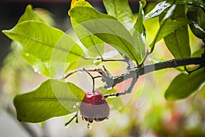 Rose Apple and Water Droplets