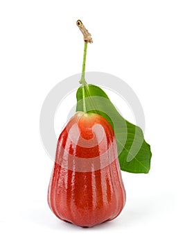 Rose apple on white background.