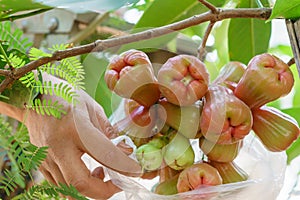 Rose apple wrapped in plastic bags to prevent the insects.