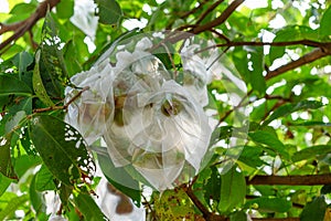 Rose apple wrapped in plastic bags to prevent the insects.