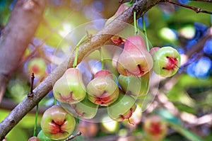 Rose apples or chomphu fruits hanging on tree with natural green blurred background and sunlight