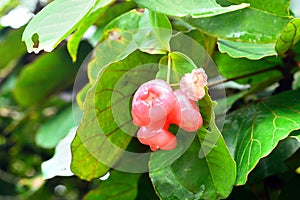 Rose apples fruit on tree, Chomphu in Thailand