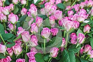 Rose Aqua variety on a bush