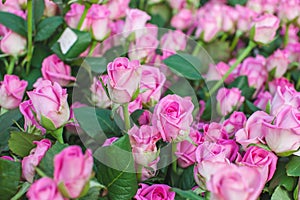 Rose Aqua variety on a bush