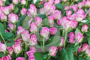 Rose Aqua variety on a bush