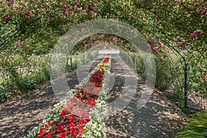 Rose Arbor At Point Defiance 3