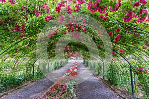 Rose Arbor Tunnel 4