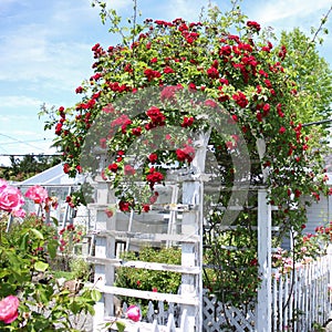 Rose Arch