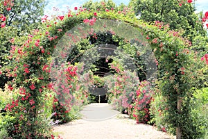 Rose Arch In the Garden