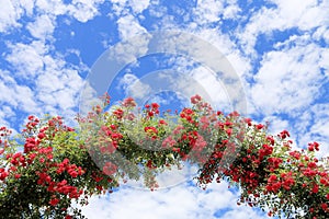 Rose Arch In the Garden