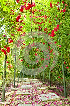 Rosas arco en jardín 