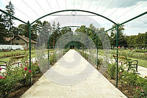 Rose Arch In the Garden of Esterhazy Castle