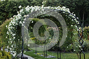 Rose arches along the garden path. Entrance to the rosarium