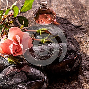 Rose and Aromatic Oil on Smooth River Stones