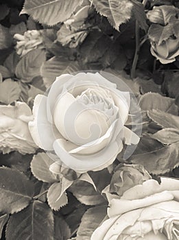 A rose photo