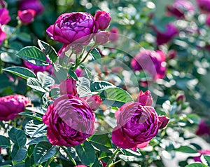 Rose ascot rose bushes are purple, globular photo