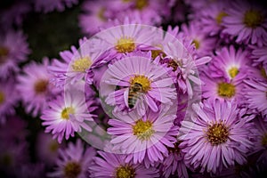 Rose aster novi-belgi close-up with insect. October Morning.2020