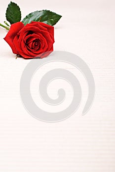 Rose background