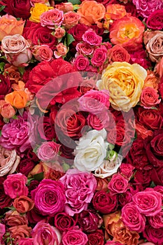 Rose background. Colorful flowers wall background with amazing roses. Blooming roses festive background, bouquet floral card.