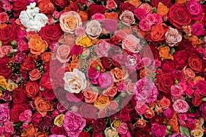Rose background. Colorful flowers wall background with beautiful amazing roses. Blooming roses festive background
