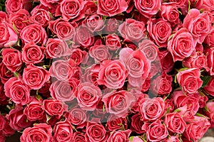 Rose background. Pink, red flowers wall background with amazing roses. Blooming roses festive background, bouquet floral card.