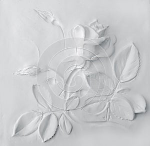 white Rose background