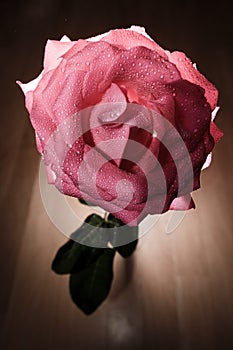 Rose with backlight on a wooden background.